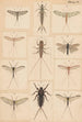 Hand-painted original painting for New Zealand Neuroptera Plate VI - George Hudson — artwork view