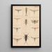 Hand-painted original painting for New Zealand Neuroptera Plate VI - George Hudson — framed artwork on a wall