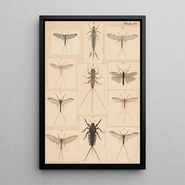 Hand-painted original painting for New Zealand Neuroptera Plate VI - George Hudson — framed artwork on a wall