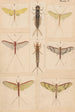 Hand-painted original painting for New Zealand Neuroptera Plate V - George Hudson — artwork view