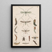 Hand-painted original painting for the New Zealand Entomology Manual V - George Hudson — framed artwork on a wall