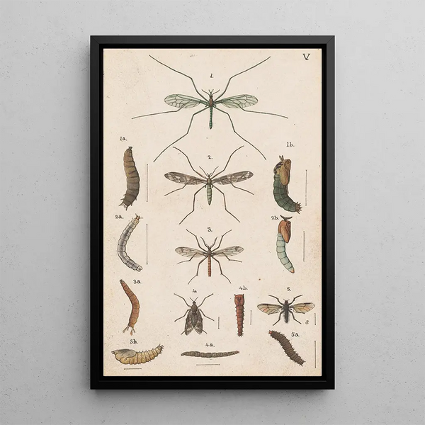 Hand-painted original painting for the New Zealand Entomology Manual V - George Hudson — framed artwork on a wall