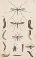 Hand-painted original painting for the New Zealand Entomology Manual V - George Hudson — artwork view