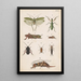 Hand-painted original painting for the New Zealand Entomology Manual Plate XVII - George Hudson — framed artwork on a wall