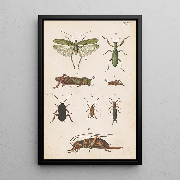 Hand-painted original painting for the New Zealand Entomology Manual Plate XVII - George Hudson — framed artwork on a wall