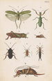 Hand-painted original painting for the New Zealand Entomology Manual Plate XVII - George Hudson — artwork view