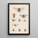 Hand-painted original painting for the New Zealand Entomology Manual Plate XX - George Hudson — framed artwork on a wall