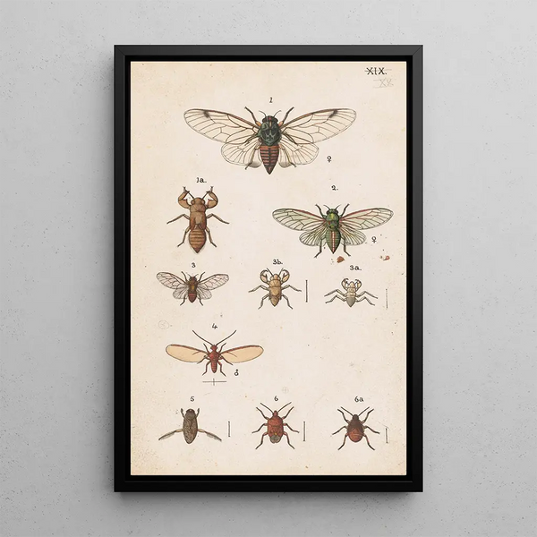 Hand-painted original painting for the New Zealand Entomology Manual Plate XX - George Hudson — framed artwork on a wall
