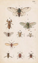 Hand-painted original painting for the New Zealand Entomology Manual Plate XX - George Hudson — artwork view
