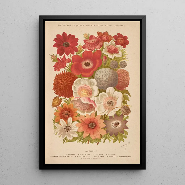 Dictionnaire pratique d'horticulture Pl02 - George Nicholson — framed artwork on a wall
