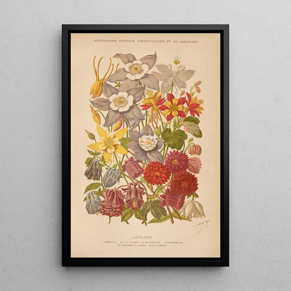 Dictionnaire pratique d'horticulture Pl05 - George Nicholson — framed artwork on a wall