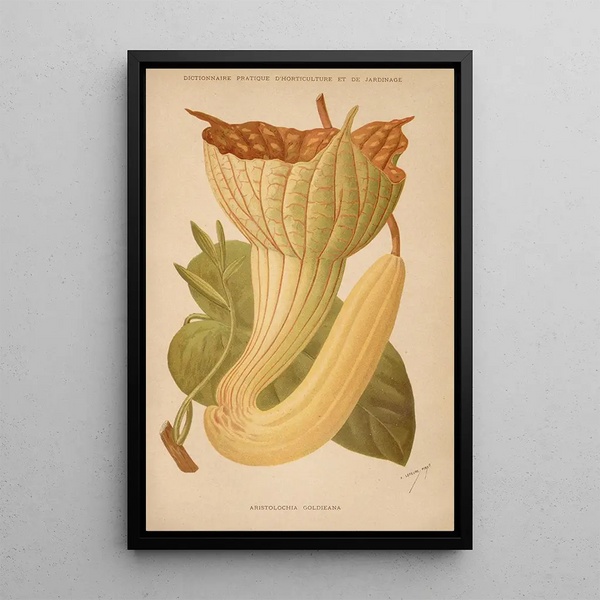 Dictionnaire pratique d'horticulture Pl06 - George Nicholson — framed artwork on a wall