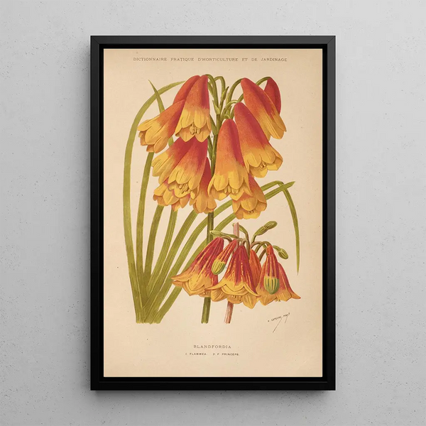 Dictionnaire pratique d'horticulture Pl08 - George Nicholson — framed artwork on a wall