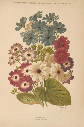 George Nicholson - Dictionnaire pratique dhorticulture Pl12.webp