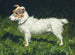 Piper, a Jack Russell Terrier - George Paice — artwork view