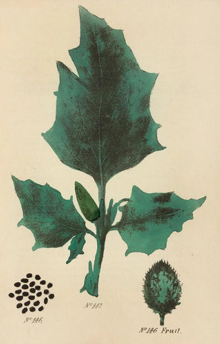 George Sampson Valentine Wills - A Manual of Vegetable Materia Medica Pl05.webp