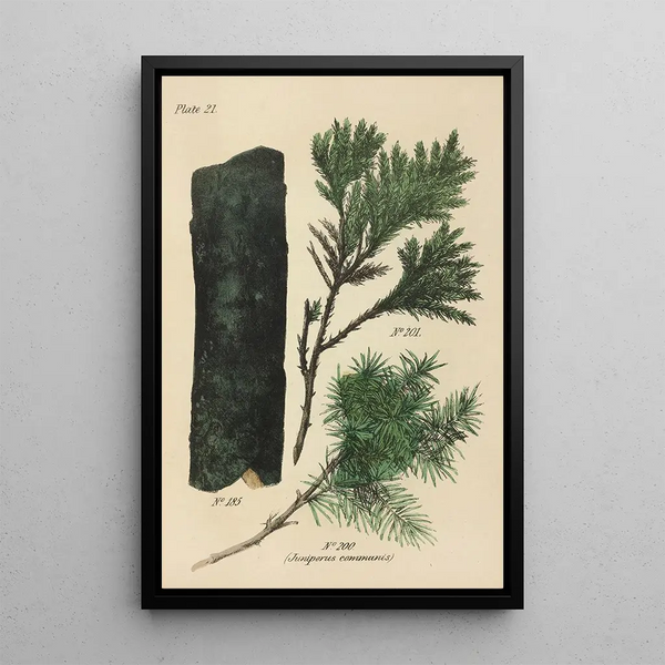 A manual of botanical materia medica Pl10 - George Sampson Valentine Wills — framed artwork on a wall