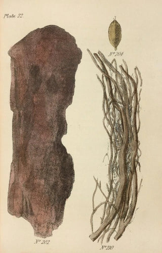 George Sampson Valentine Wills - A Manual of Vegetable Materia Medica Pl11.webp