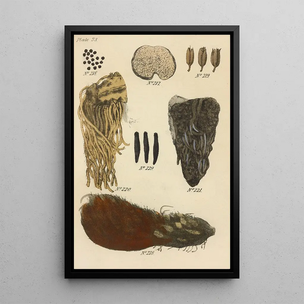 A botanical materia medica manual Pl12 - George Sampson Valentine Wills — framed artwork on a wall