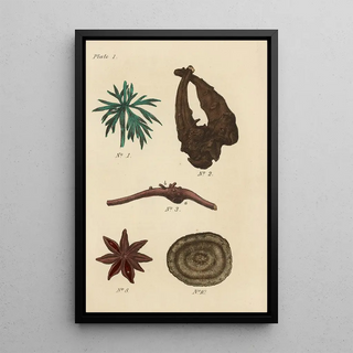 George Sampson Valentine Wills - A Manual of Vegetable Materia Medica Pl13.webp