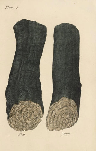 George Sampson Valentine Wills - A Manual of Vegetable Materia Medica Pl14.webp