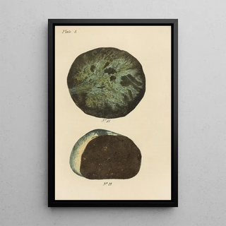 George Sampson Valentine Wills - A Manual of Vegetable Materia Medica Pl16.webp