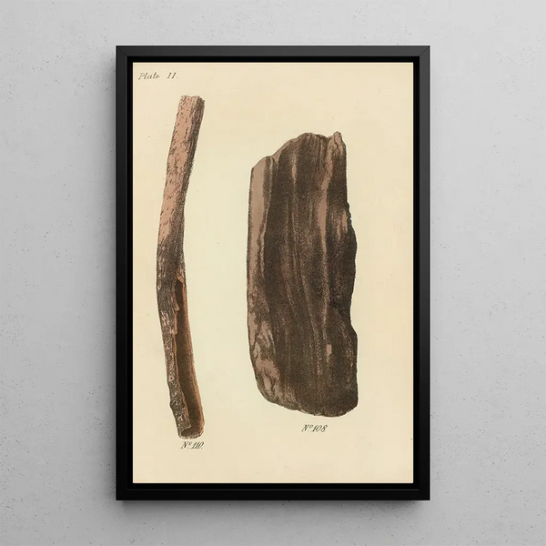 A manual of botanical materia medica Pl17 - George Sampson Valentine Wills — framed artwork on a wall