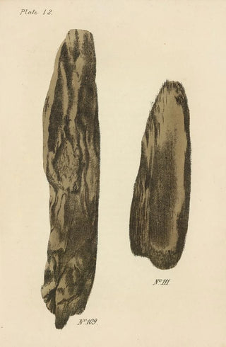 George Sampson Valentine Wills - A Manual of Vegetable Materia Medica Pl18.webp