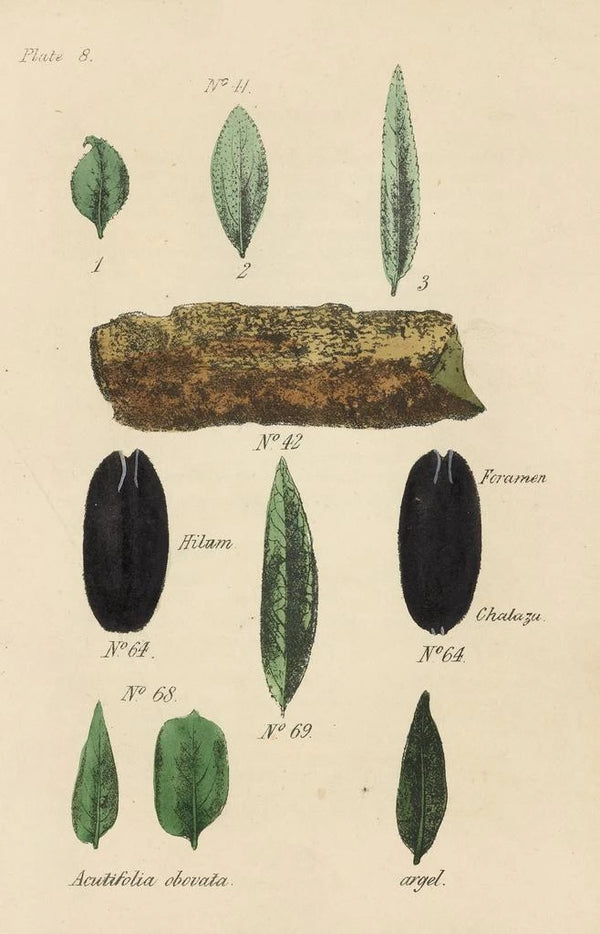 Reproduction of the painting A manual of botanical materia medica Pl22 - George Sampson Valentine Wills