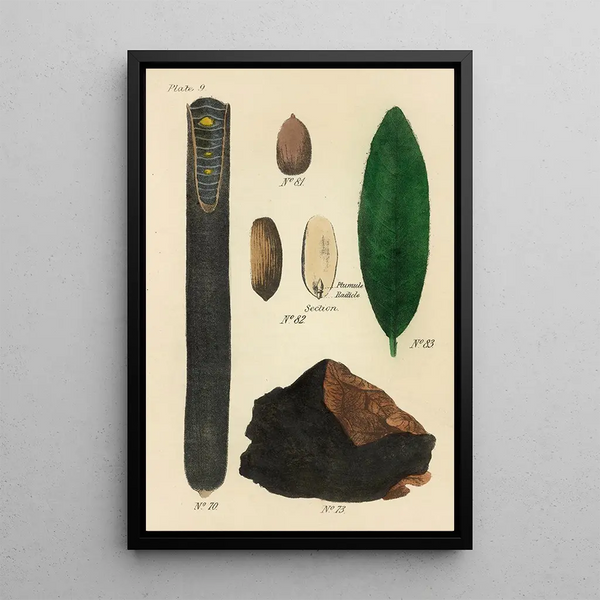 A manual of botanical materia medica Pl23 - George Sampson Valentine Wills — framed artwork on a wall