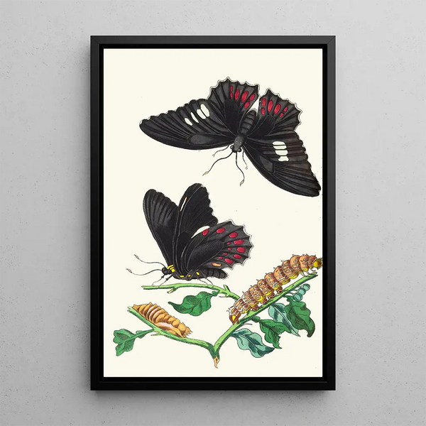 Anchise - George Shaw — framed artwork on a wall