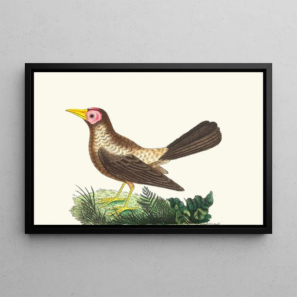 Grackle chauve - George Shaw — framed artwork on a wall