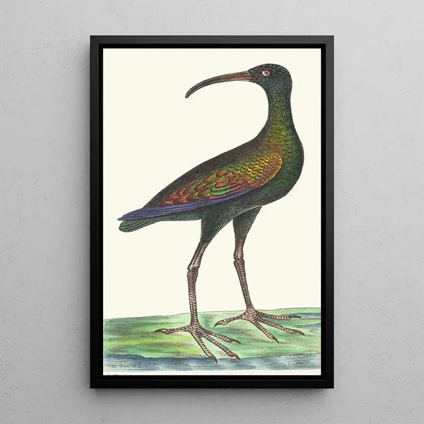 Curlew brésilien - George Shaw — framed artwork on a wall
