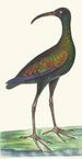 Curlew brésilien - George Shaw — artwork view
