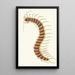 Mille-pattes - George Shaw — framed artwork on a wall