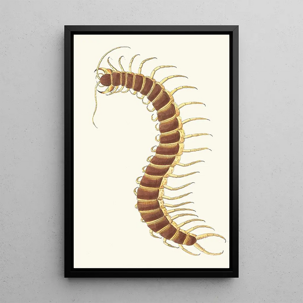 Mille-pattes - George Shaw — framed artwork on a wall