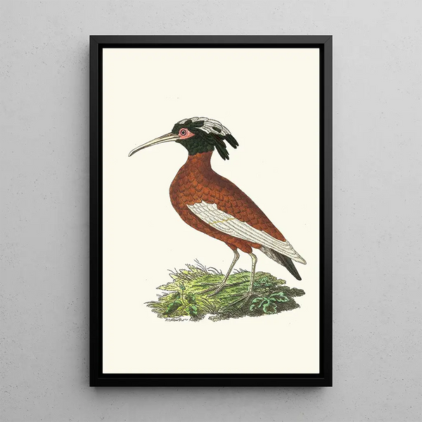 Ibis Huppé - George Shaw — framed artwork on a wall