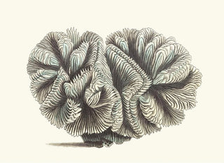Rolled Madrepore Painting - George Shaw — artwork view