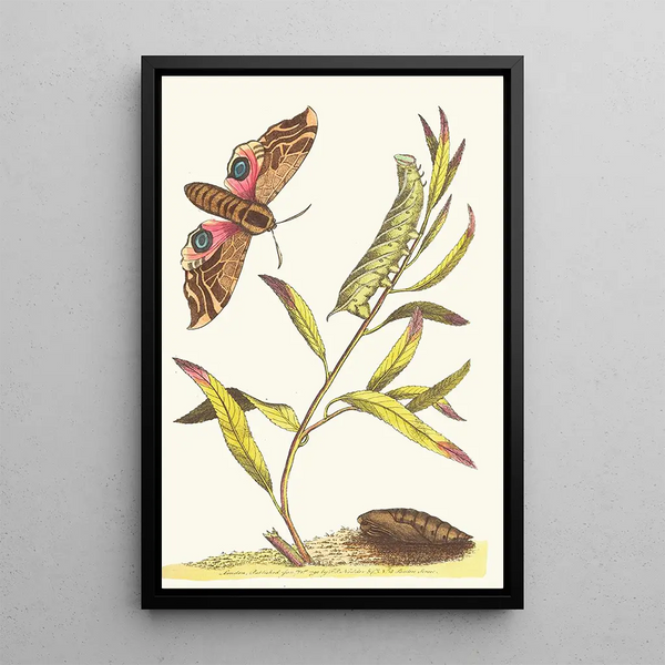 Sphinx with ocelli - George Shaw — framed artwork on a wall