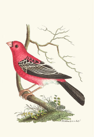 George Shaw - Greater Bulfinch.webp