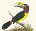 Toucan green - George Shaw — artwork view