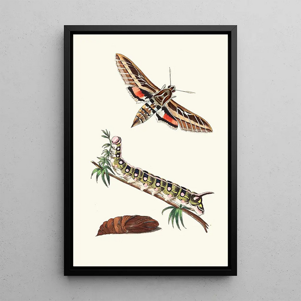 Sphinx ligné - George Shaw — framed artwork on a wall