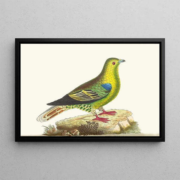Pigeon of Madagascar - George Shaw — framed artwork on a wall