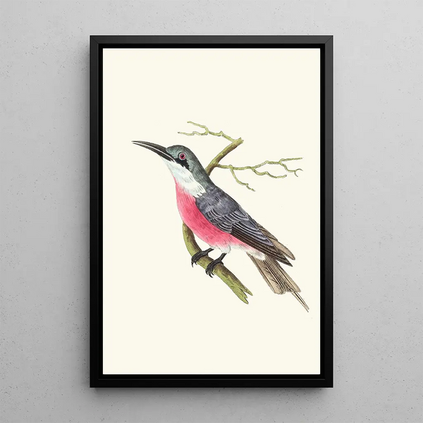Guêpier malimbique - George Shaw — framed artwork on a wall
