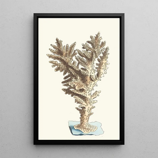 George Shaw - Muricated Madrepore.webp