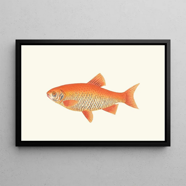 Carp Orange - George Shaw — framed artwork on a wall