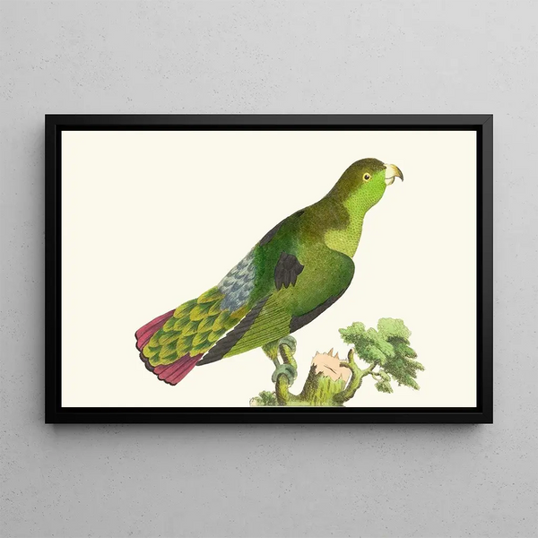 Purple-tailed parakeet - George Shaw — framed artwork on a wall