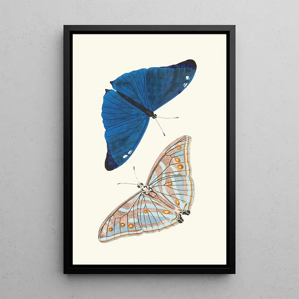 Papilio Adonis - George Shaw — framed artwork on a wall