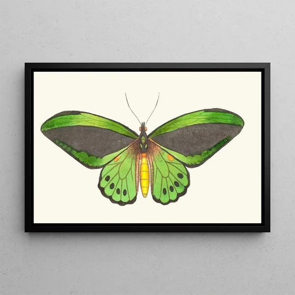 Papilio priamus - George Shaw — framed artwork on a wall