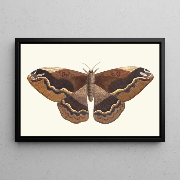 Sylla - George Shaw — framed artwork on a wall